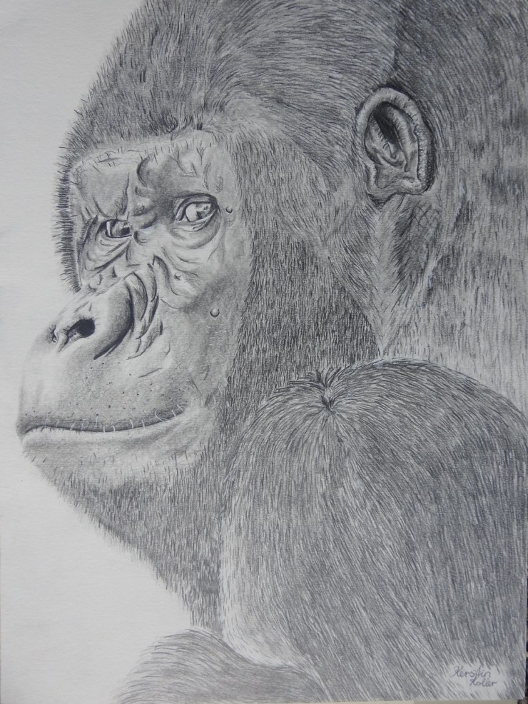 Graphit, Bleistift, Gorilla, Portrait, Zeichnung