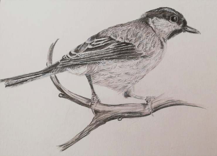 Graphit, Bleistift, Vogel, Ast, Zeichnung