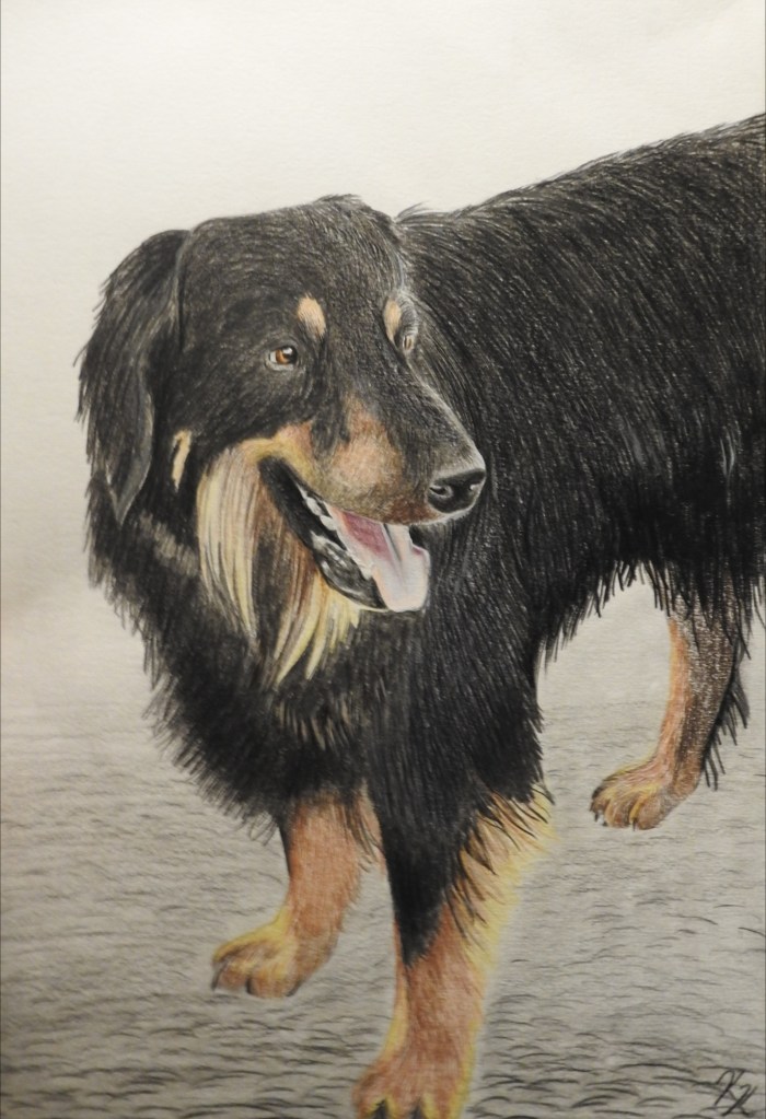 Hovawart Hund Porträt Buntstift Farbe Haustier gezeichnet