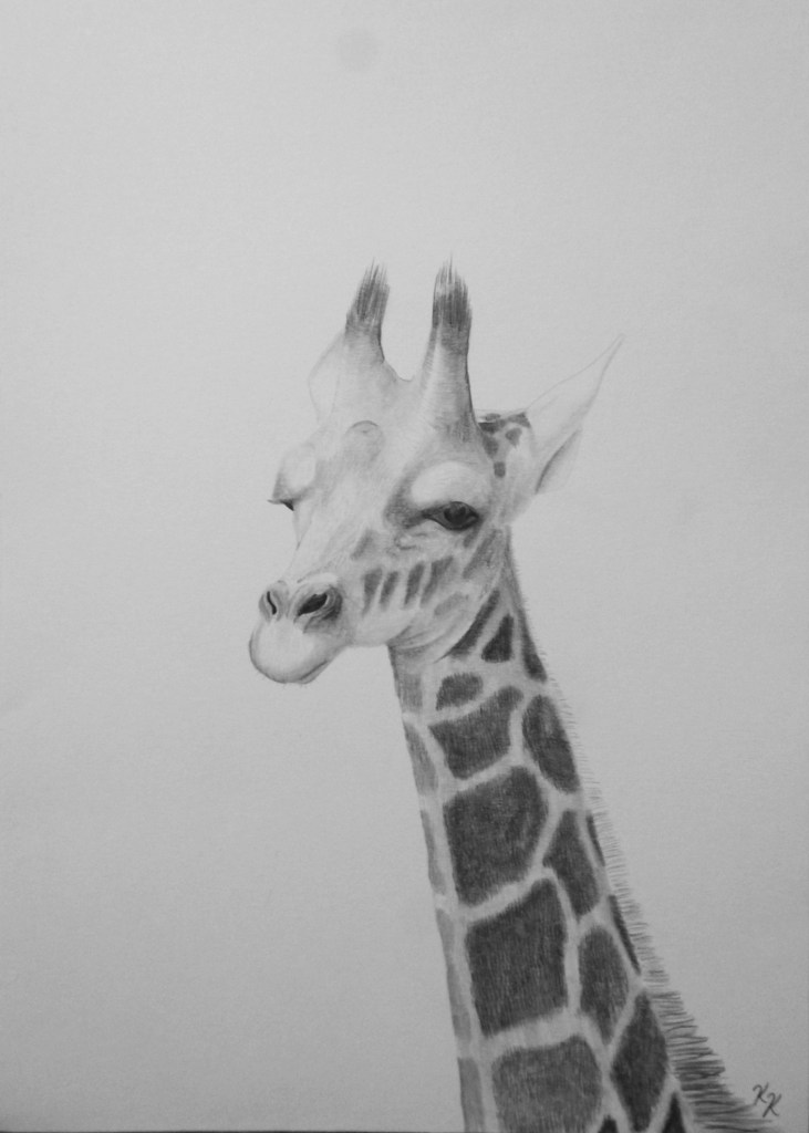 Graphit Bleistift Giraffe schwarz weiß Bild Papier 